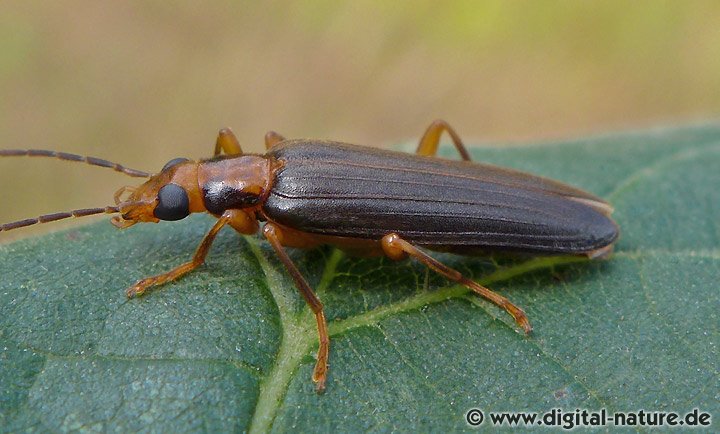 Krainer Scheinbockkäfer Nacerdes carniolica