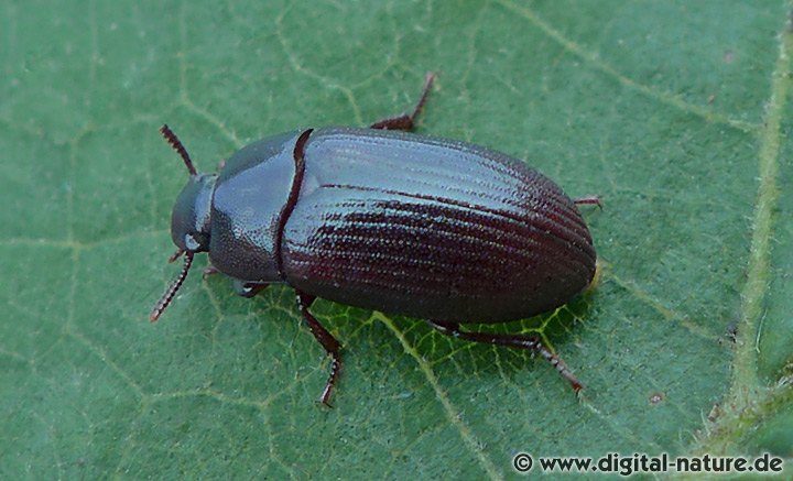 Glänzendschwarzer Getreideschimmelkäfer Alphitobius diaperinus