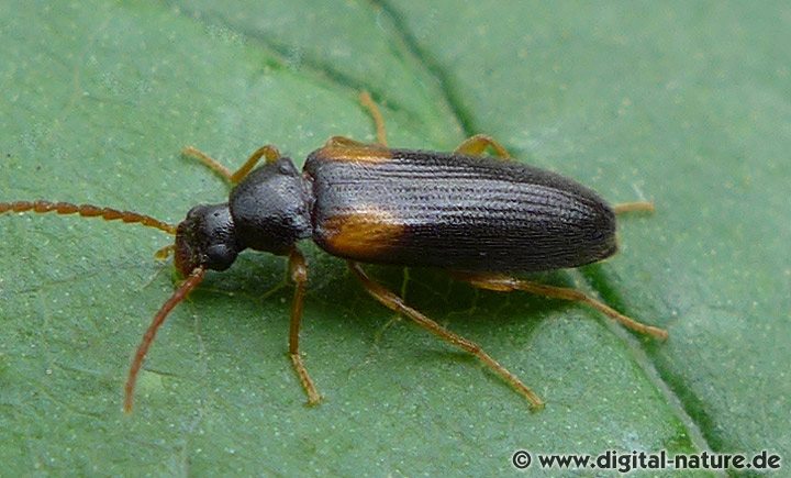 Gelbbeiniger Schwamm-Pflanzenkäfer (Mycetochara flavipes)