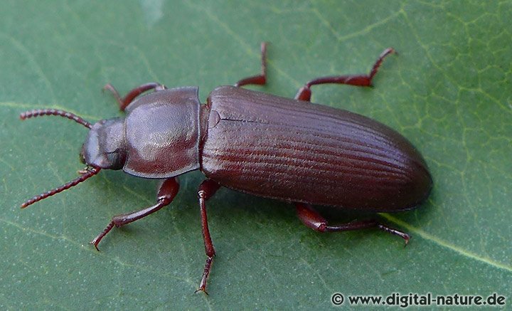 Mehlkäfer Tenebrio molitor