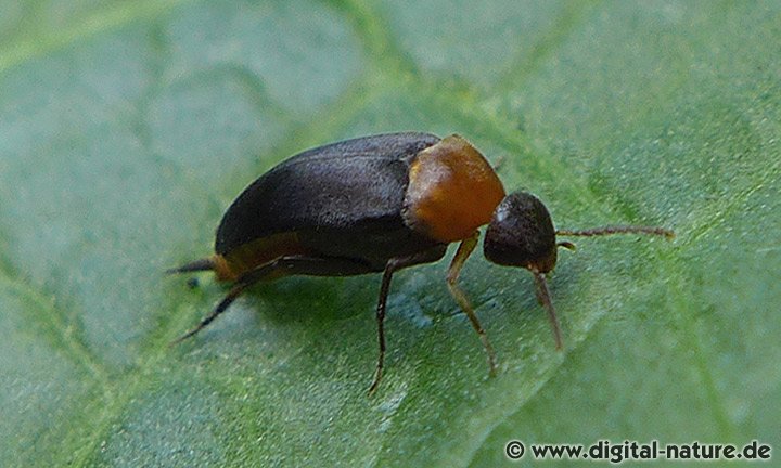 Rotbauchiger Stachelkäfer Mordellochroa abdominalis