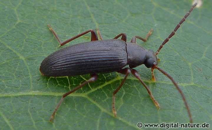 Pflanzenkäfer Allecula morio