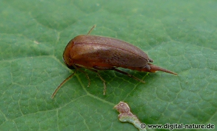 Stachelkäfer Mordellistena neuwaldeggiana