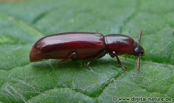 Schwarzkäfer Corticeus unicolor