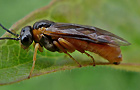 Monostegia abdominalis