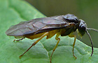 Halidamia cf. affinis