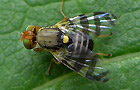 Rhagoletis cingulata