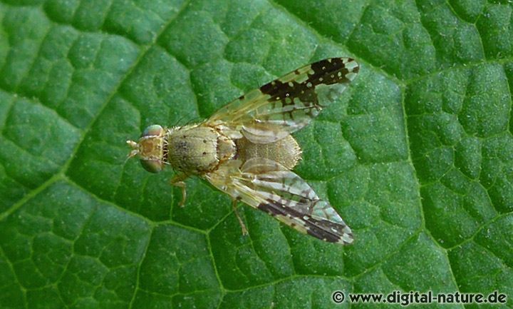 Klettenbohrfliege Tephritis bardanae