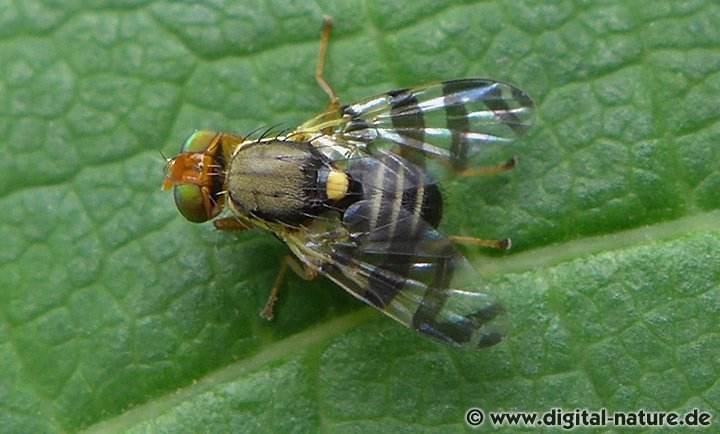 Amerikanische Kirschfruchtfliege Rhagoletis cingulata