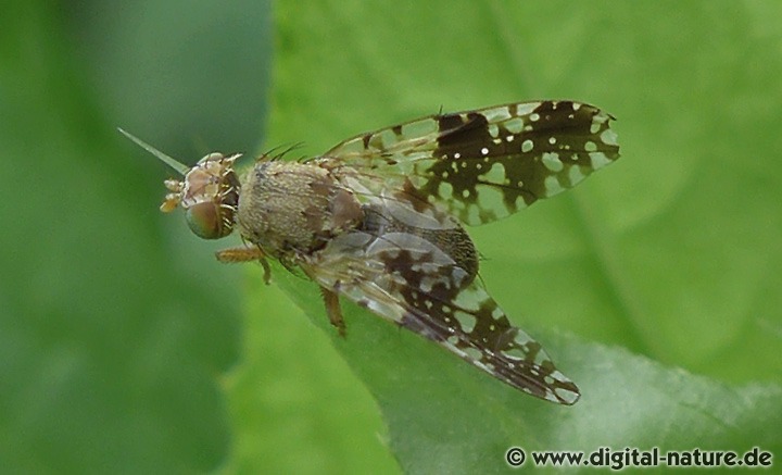 Tephritis conura Lebensräume