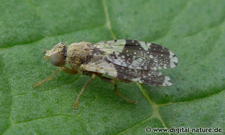 Bohrfliege Tephritis formosa