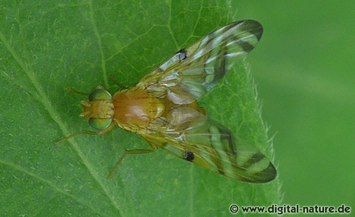 Bohrfliege Myoleja lucida