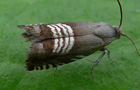 Grapholita compositella