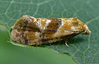 Cochylidia rupicola