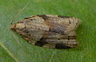 Clepsis spectrana