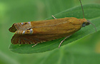 Lathronympha strigana