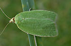 Tortrix viridana