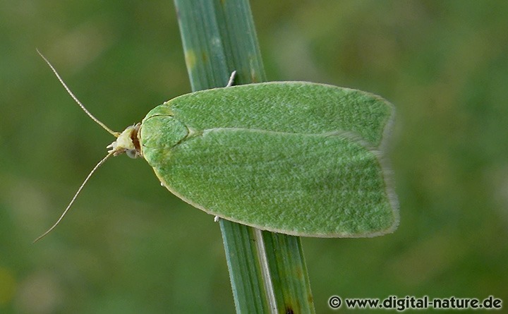 Grüner Eichenwickler Tortrix viridana