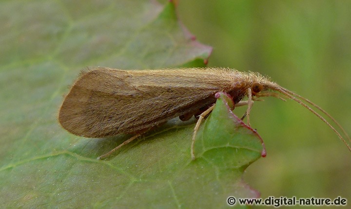 Köcherfliege Goera pilosa