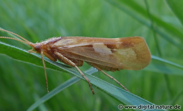 Köcherfliege Limnephilus rhombicus