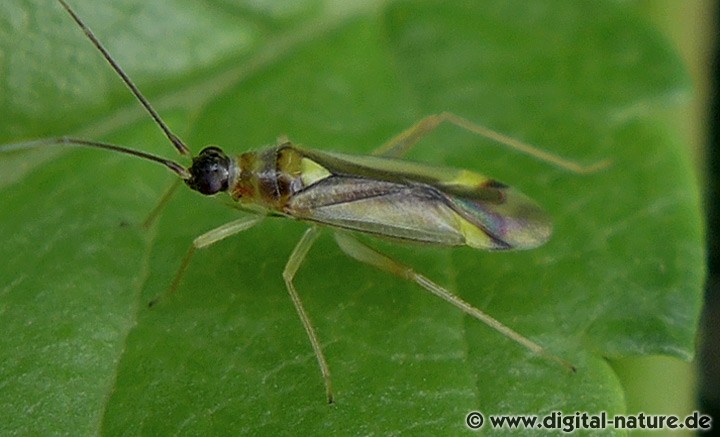 Campyloneura virgula