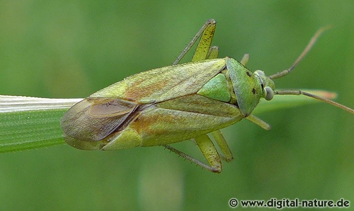 Zweipunktige Wiesenwanze Closterotomus norwegicus