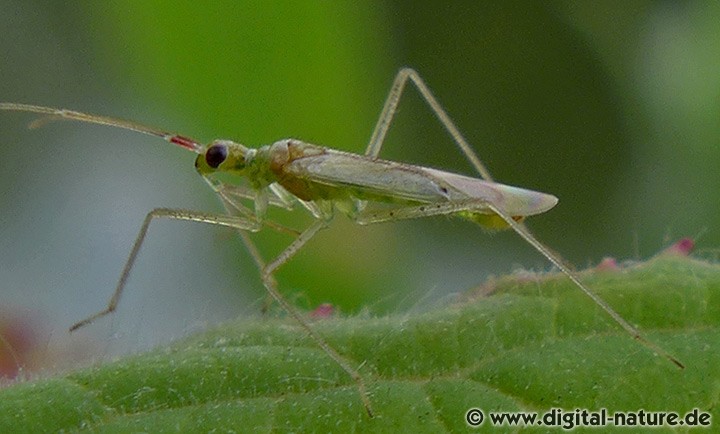 Weidenröschen-Weichwanze Dicyphus epilobii