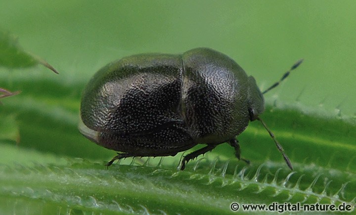 Thyreocoris scarabaeoides