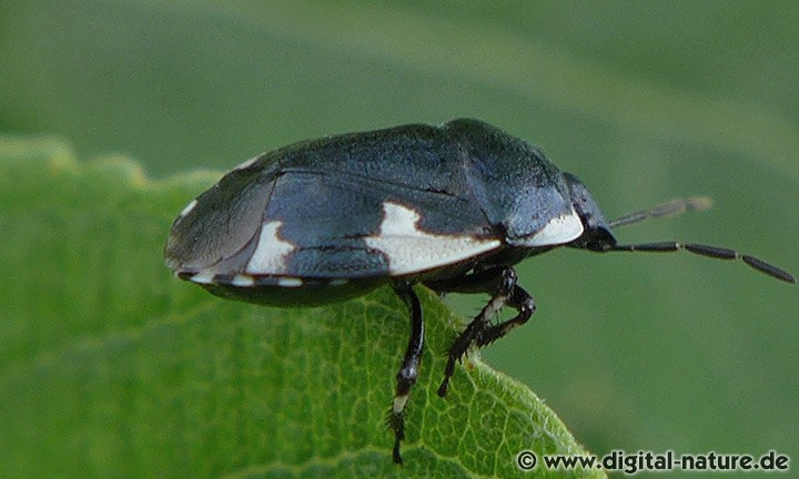 Schwarznesselwanze Tritomegas sexmaculatus