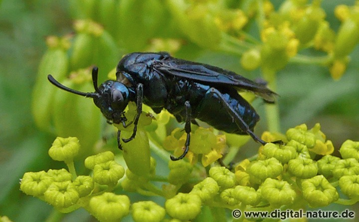 Arge gracilicornis fliegt in halboffenen Lebensräumen