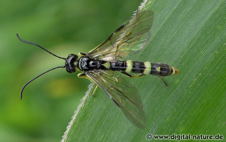 Cephus pygmaeus Männchen