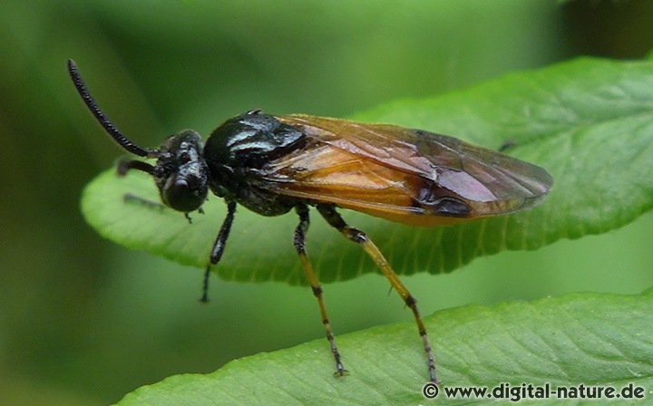 Bürstenhornblattwespe Arge cyanocrocea