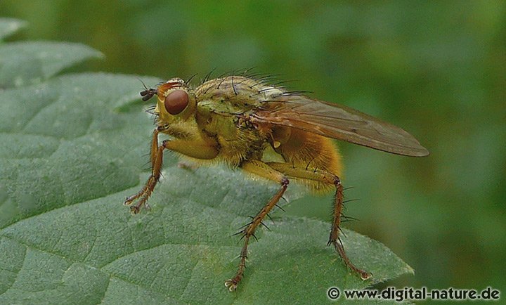 Gelbe Dungfliege Scathophaga stercoraria