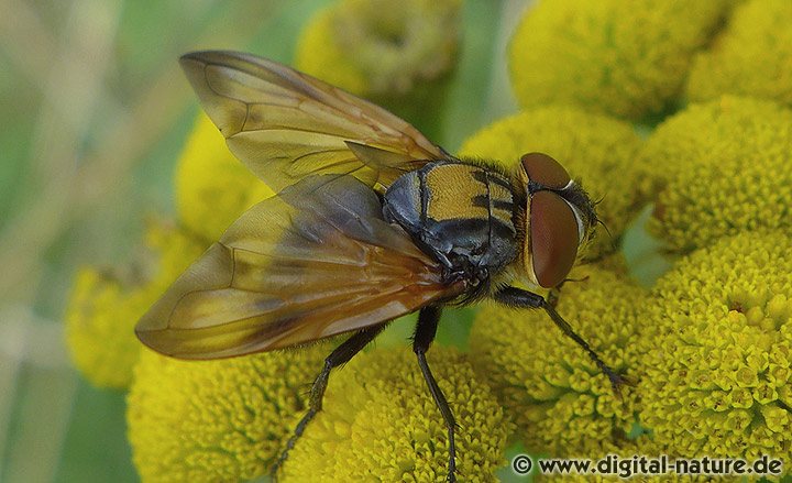 Goldschild-Wanzenfliege Phasia aurigera