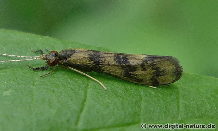 Langfühler-Köcherfliege Mystacides longicornis