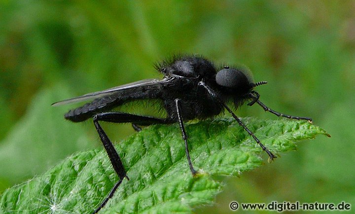 Bibio marci Männchen