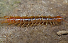 Lithobius melanops