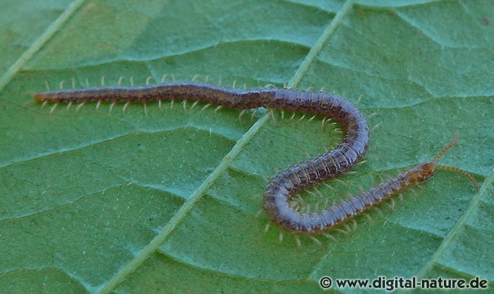 Erdläufer Strigamia crassipes