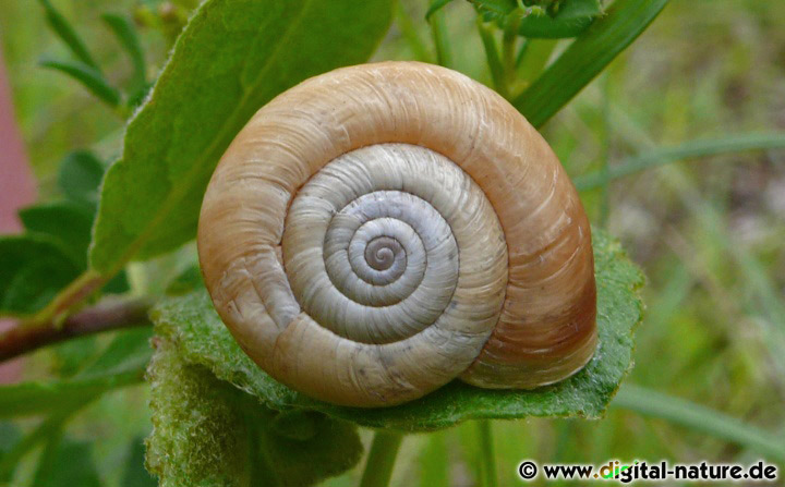 Die Gemeine Heideschnecke bevorzugt exponierte Kalk-Standorte