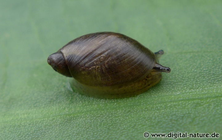 Die Arten der Familie Succineidae bevorzugen feuchte Lebensräume